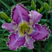 Moonlight Ripples Daylily